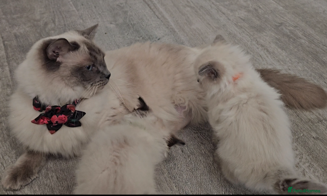 Ragdoll cats for sale: Ragdoll girl chocolate point & blue point - Advert 3