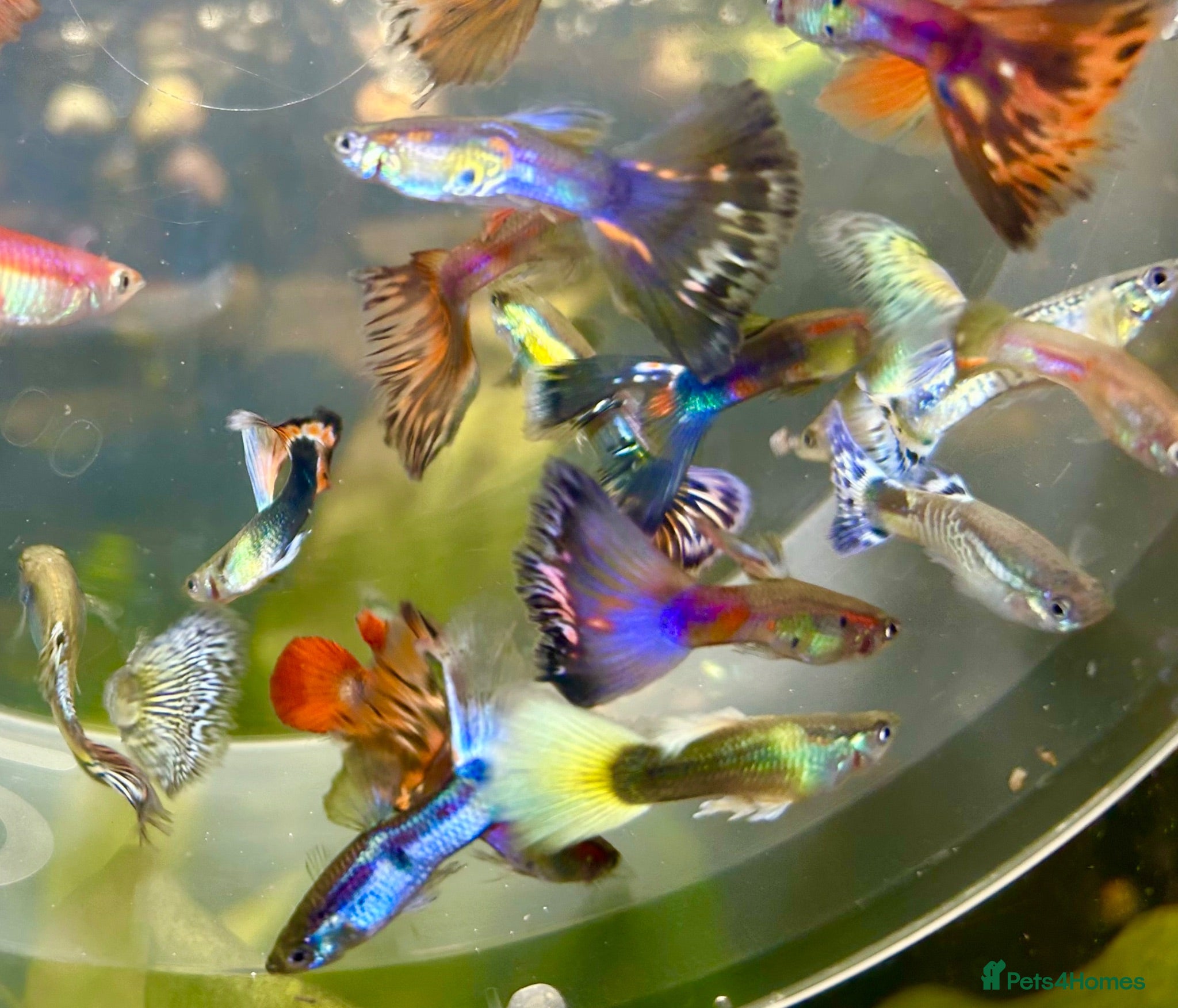 Live Bearers fish Mixed Guppy Fry / babies. Postage available  - Advert 1