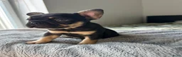 French Bulldog dogs for sale: Last Pedigree Frenchie in Ilford - Advert 10