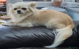 Chihuahua dogs for sale: Beautiful Spayed girl 5 years old - Image 7
