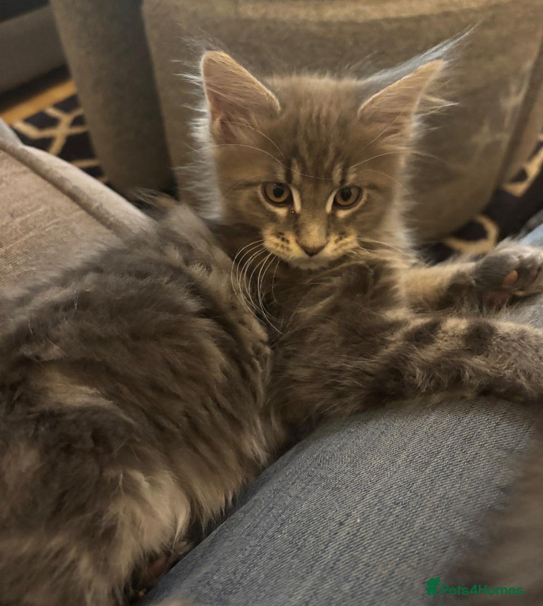 Maine Coon cats for sale: Beautiful Maine coon kittens  - Image 27