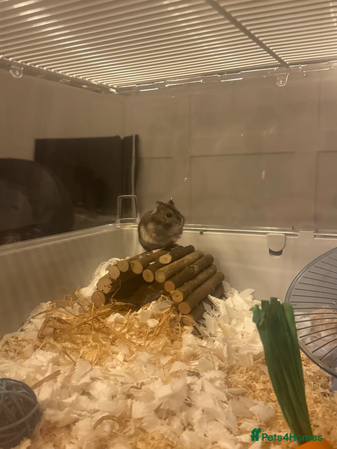 Hamster rodents for sale: Baby dwarf hamster  - Advert 1