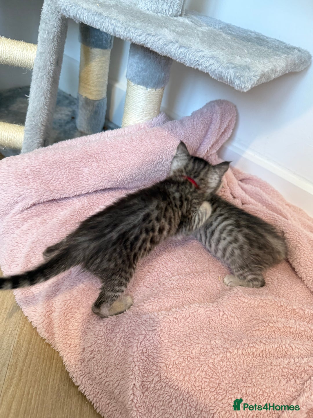 Mixed Breed cats for sale: Maine Coon x Savannah Kittens - Advert 16