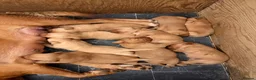 Labrador Retriever dogs for sale: Stocky Fox red labs  - Advert 4