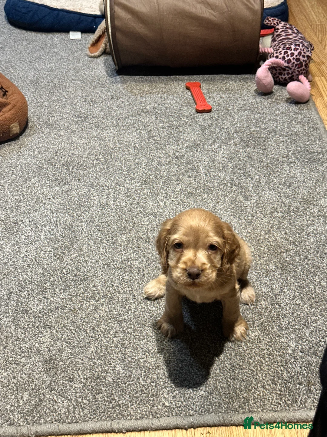 Cocker Spaniel dogs for sale: Beautiful show type chocolate and gold girls - Advert 8