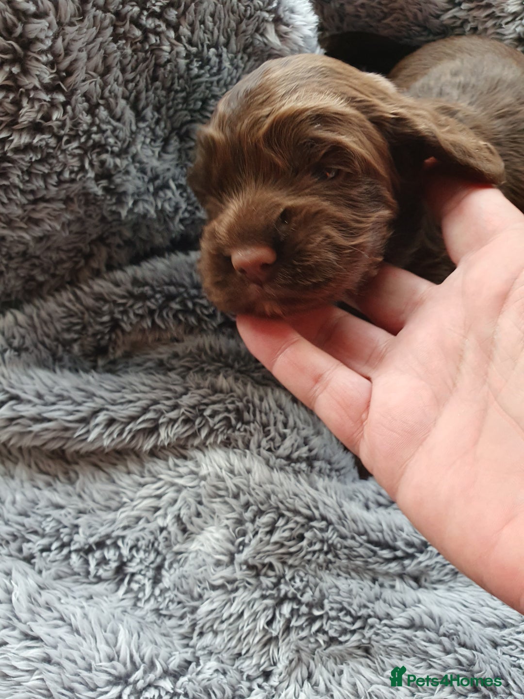 Cocker Spaniel dogs for sale: K.C. Registered cocker spaniel puppies - Image 4