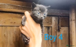 Mixed Breed cats for sale: FREE TO A GOOD HOME! adorable kittens for sale - Image 20