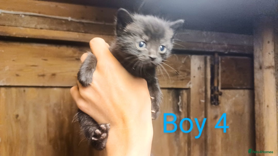 Mixed Breed cats for sale: FREE TO A GOOD HOME! adorable kittens for sale - Image 20