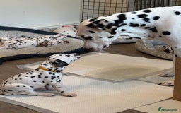 Dalmatian dogs for sale: Stunning mixed litter of Dalmatians  - Image 20