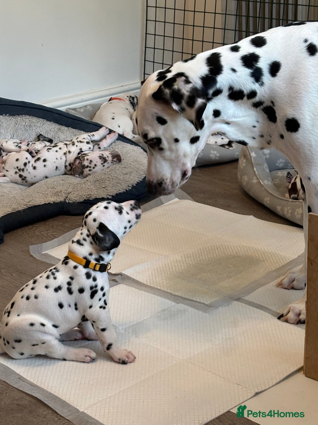 Dalmatian dogs for sale: Stunning mixed litter of Dalmatians  - Image 20