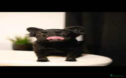French Bulldog dogs for sale: REDUCED! Beautiful frenchbulldog boy! - Image 1