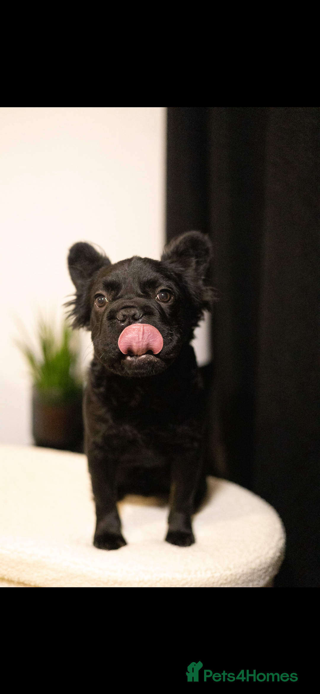 French Bulldog dogs for sale: REDUCED! Beautiful frenchbulldog boy! - Image 1