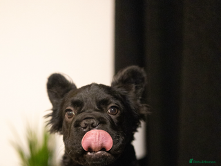 French Bulldog dogs REDUCED! Beautiful frenchbulldog boy! - Advert 6