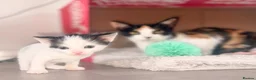 Mixed Breed cats for sale: 3 x Kittens for Sale  - Advert 7