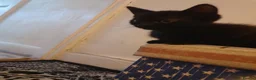 Mixed Breed cats for sale: 2 fluffy kittens - Advert 21