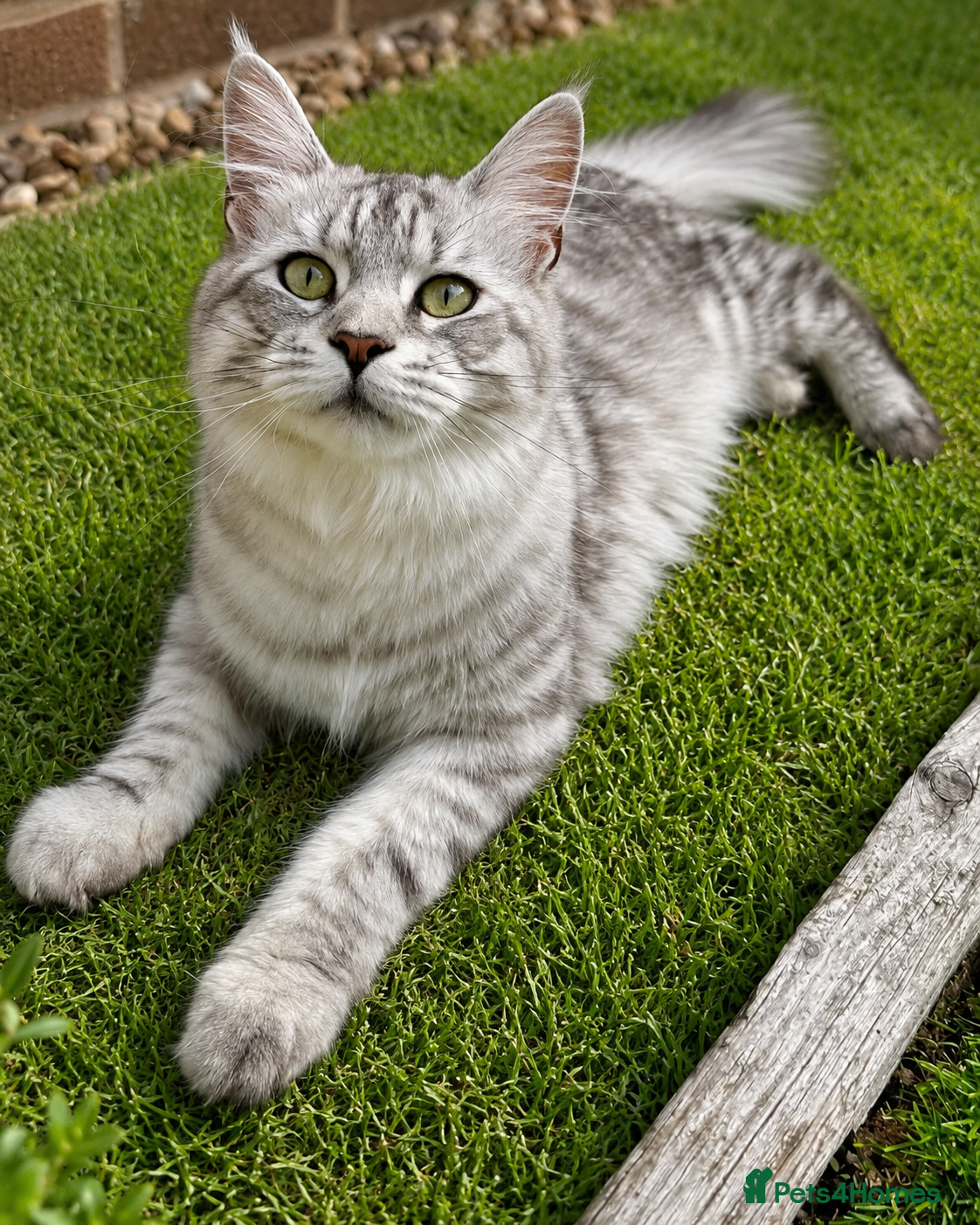Maine Coon cats Outstanding Active TICA Black Silver Tabby - Advert 11