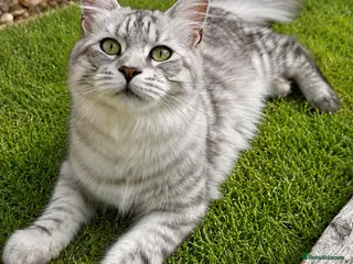 Maine Coon cats Outstanding Active TICA Black Silver Tabby - Advert 11
