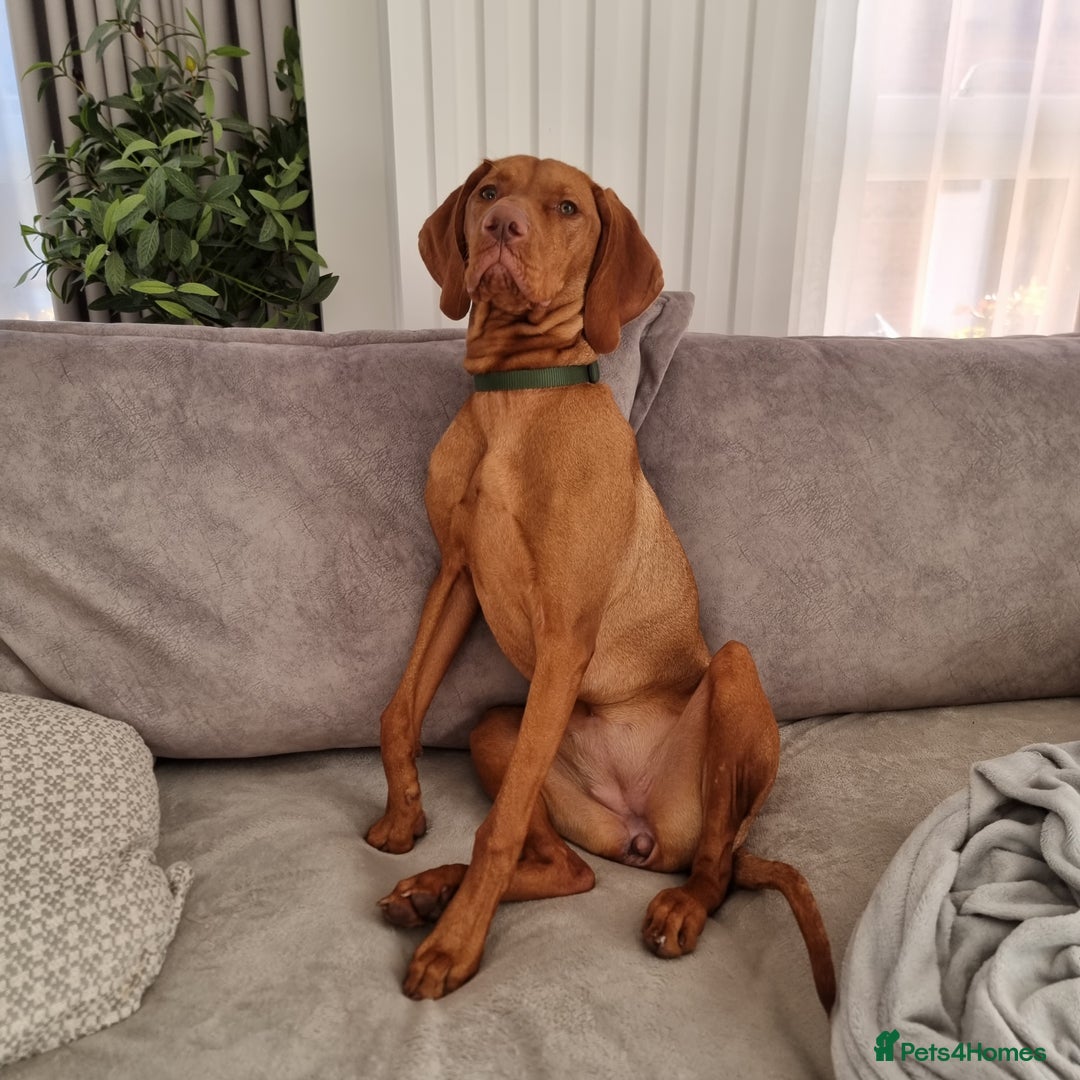 Hungarian Vizsla dogs for sale: Hungarian vizsla  - Advert 2