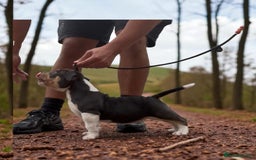 American Bully dogs for sale: Champion Bloodline American Pocket Bully Puppies - Image 34
