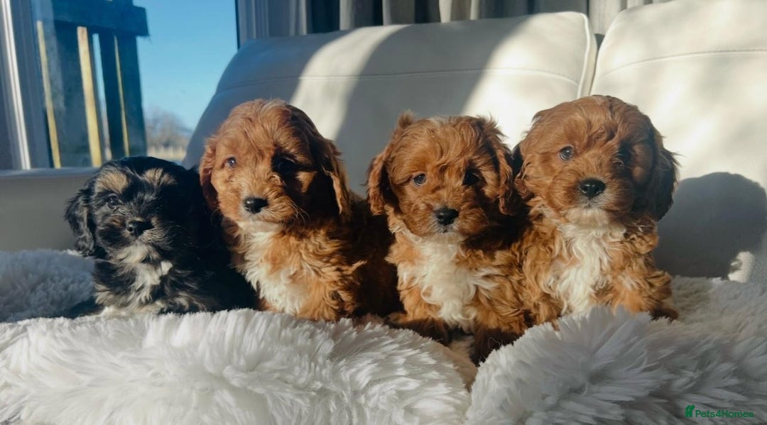 Cavapoo dogs for sale: Gorgeous Toy F1 Cavapoo Puppies  - Advert 1