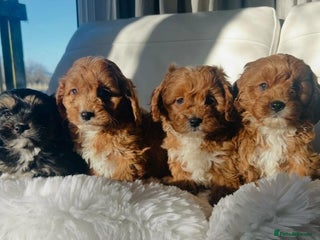 Cavapoo dogs Gorgeous Toy F1 Cavapoo Puppies - Advert 2