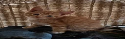 Mixed Breed cats for sale: Two kittens for sale  - Advert 1