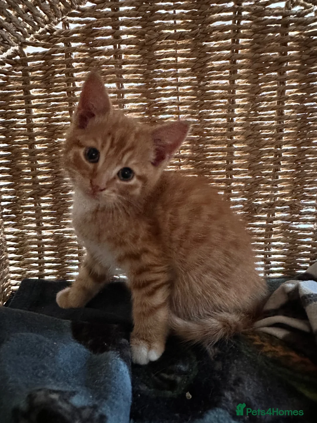 Mixed Breed cats for sale: Two kittens for sale  - Advert 1