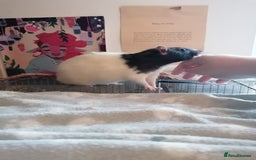 Rat rodents for sale: Free Rats with Cage etc, to good home - Image 3