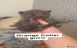 British Shorthair cats for sale: Stunning British Short Hair Kittens - Image 5