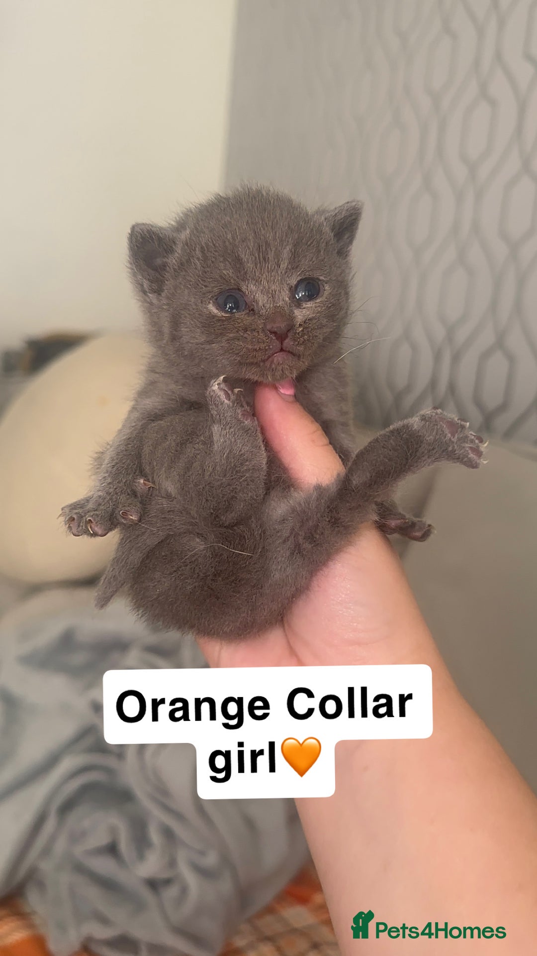 British Shorthair cats for sale: Stunning British Short Hair Kittens - Image 5