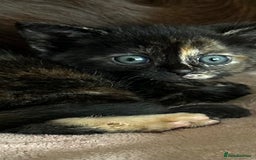 Domestic Shorthair cats for sale: 🐾Sorry….All REHOMED now 🥰 🐾 - Advert 40