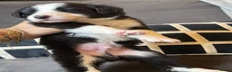 Border Collie dogs for sale: Pure Bred Border Collie Puppies For Sale - Advert 28