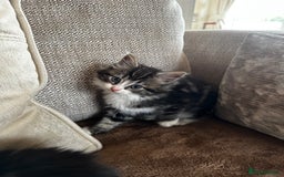 Siberian cats for sale: 5 beautiful miniature kittens  - Advert 5