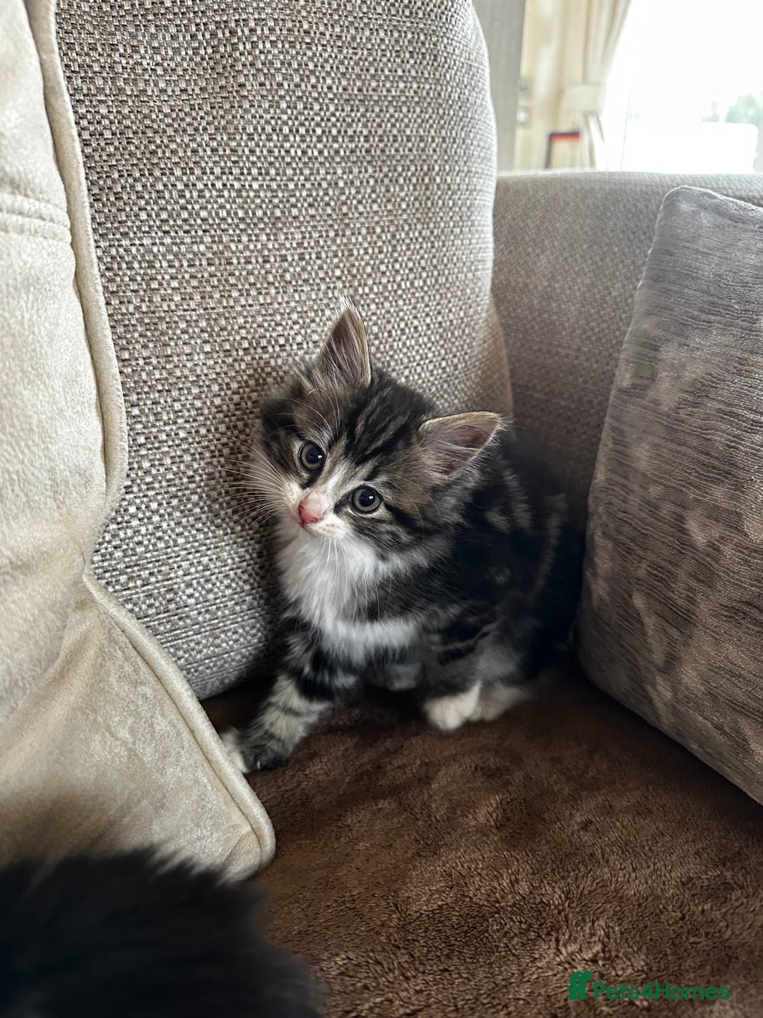 Siberian cats for sale: 5 beautiful miniature kittens  - Advert 5