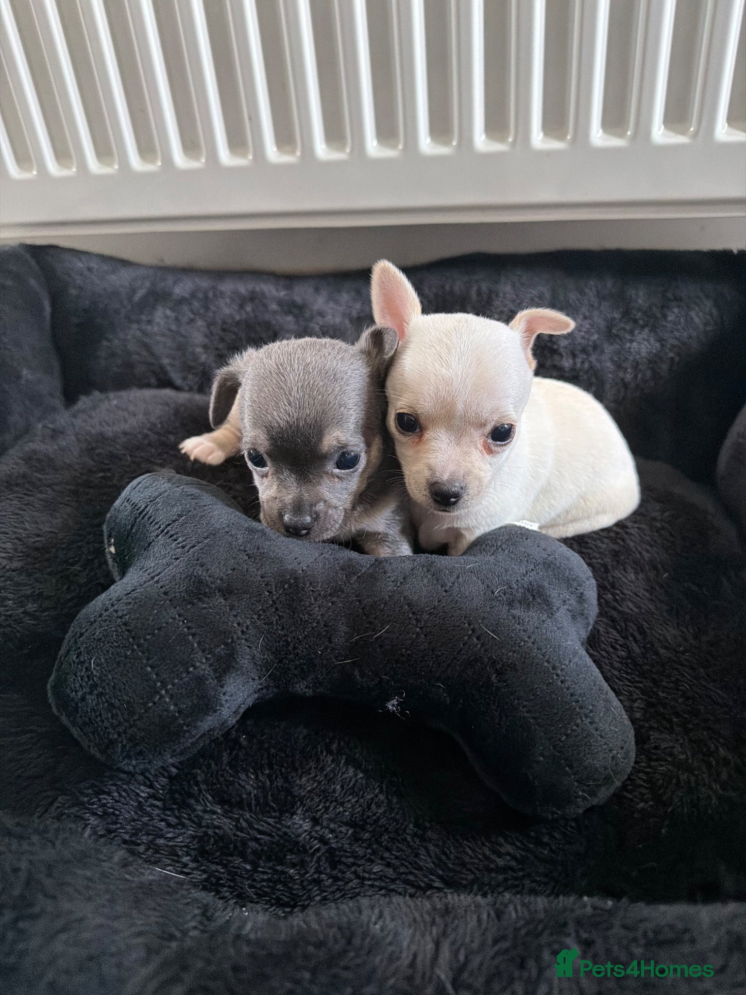 Chihuahua dogs AMAZING QUALITY CHIHUAHUA PUPPIES READY NOW - Advert 1