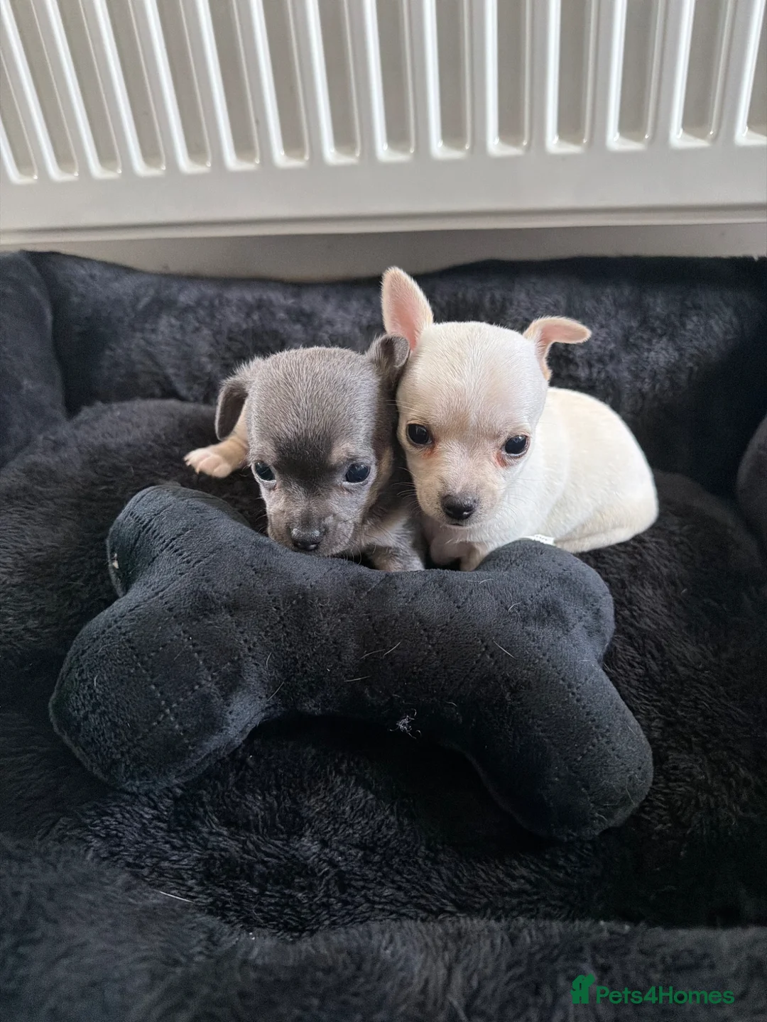 Chihuahua dogs for sale: AMAZING QUALITY CHIHUAHUA PUPPIES READY NOW - Advert 1