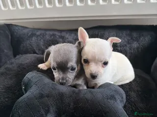 Chihuahua dogs AMAZING QUALITY CHIHUAHUA PUPPIES READY NOW - Advert 1
