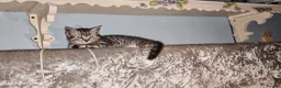 Scottish Fold cats for sale: Scottish Fold ×  Shorthair Silver Tabby Mix Kitten - Advert 12