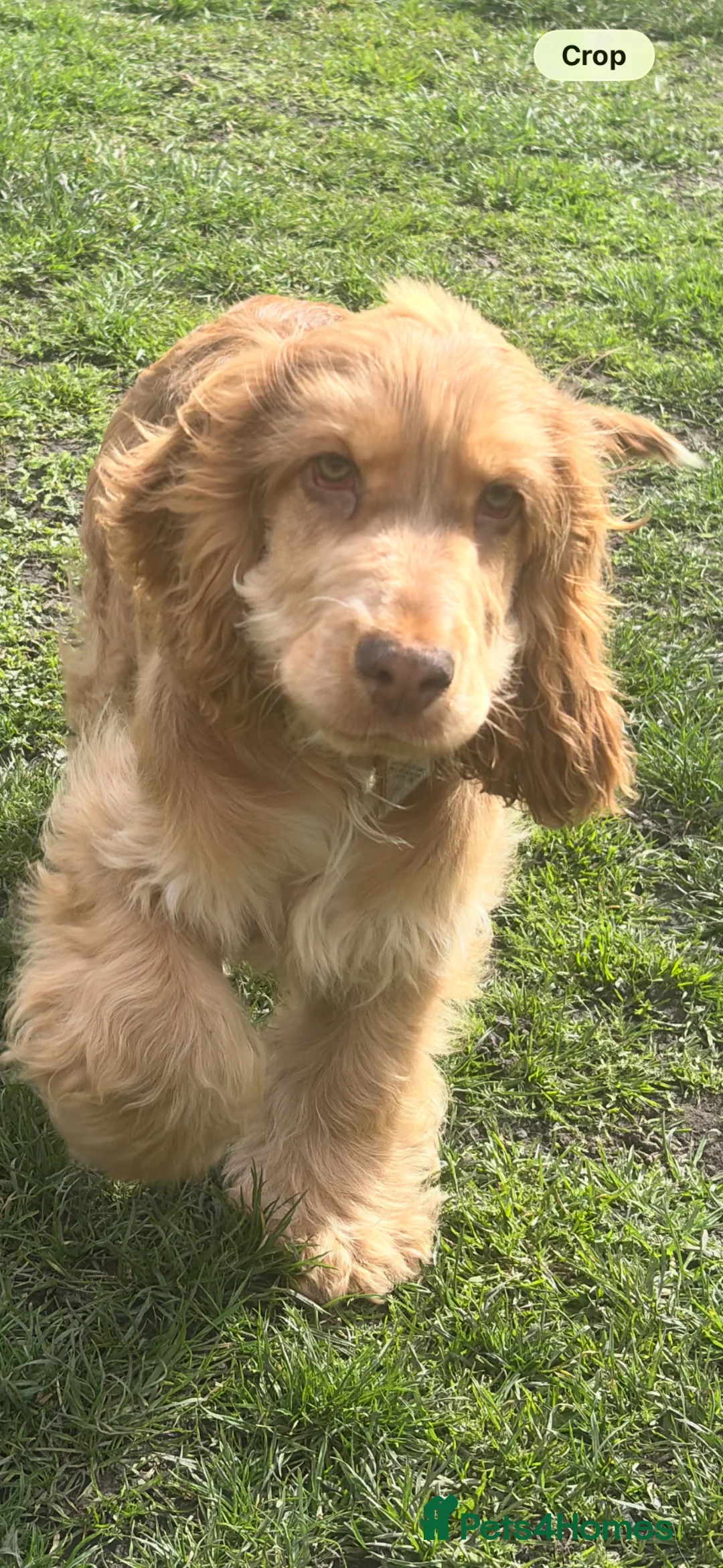 Cocker Spaniel dogs for sale: Chocolate sable show cocker male  - Advert 2