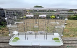 Budgerigars birds for sale: Male and Female Budgies  in Sleaford - Image 4