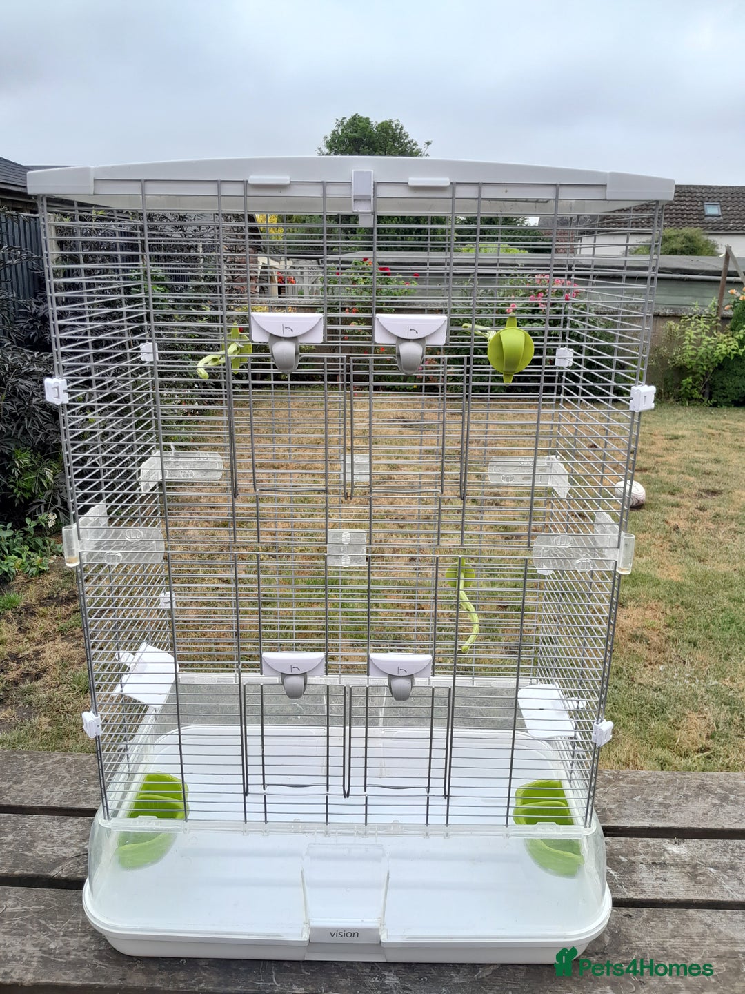 Budgerigars birds for sale: Male and Female Budgies  in Sleaford - Image 4