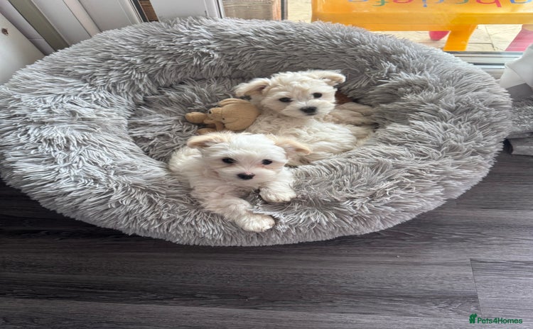 Bichon Frise dogs - Advert 1