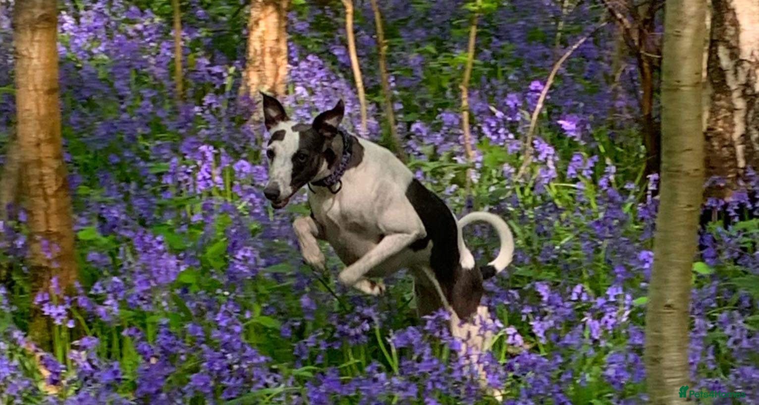 Whippet dogs Bella beautiful whippet  - Advert 1