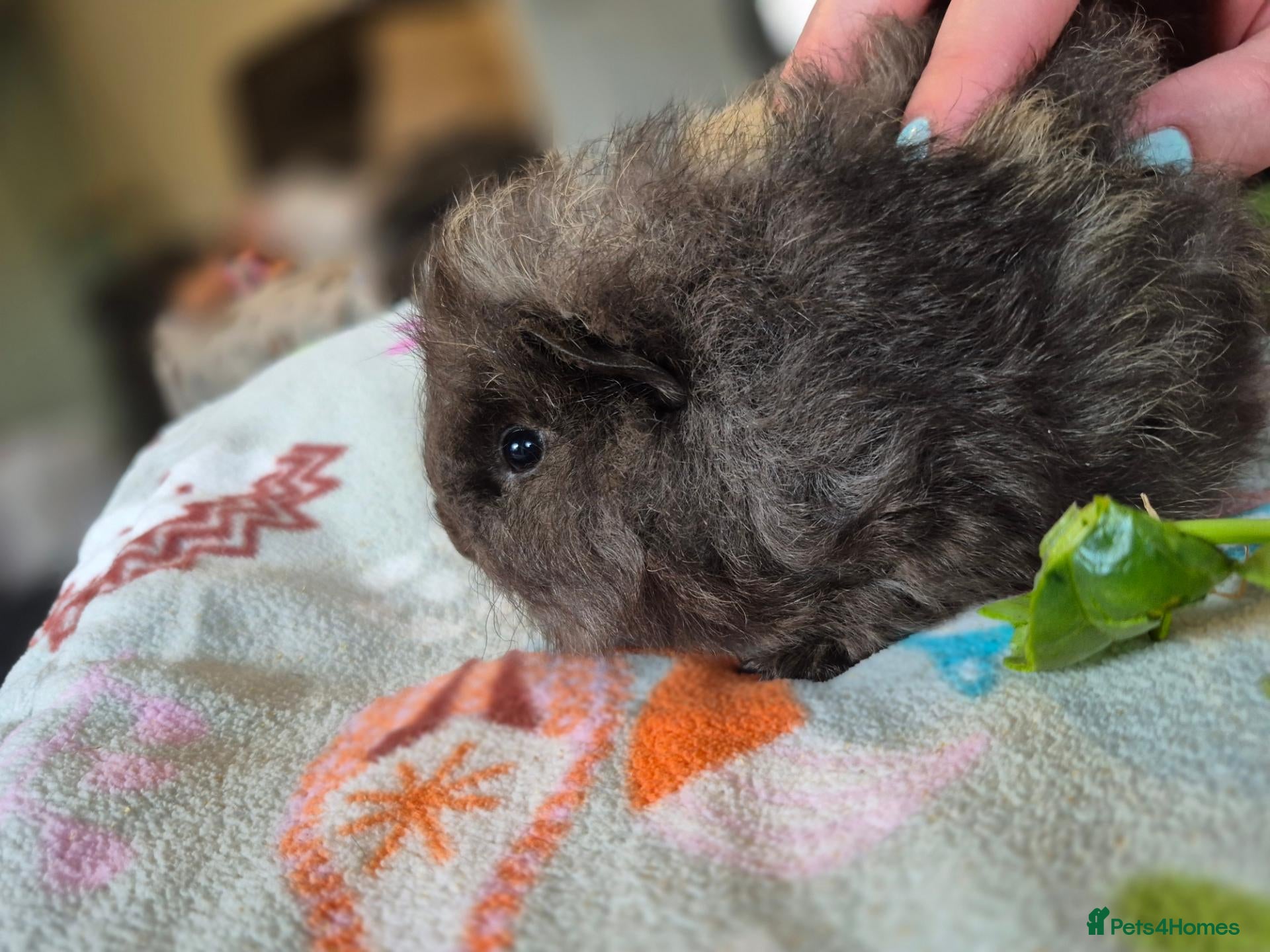 Guinea Pig rodents Young Male Swiss Boar - Advert 2