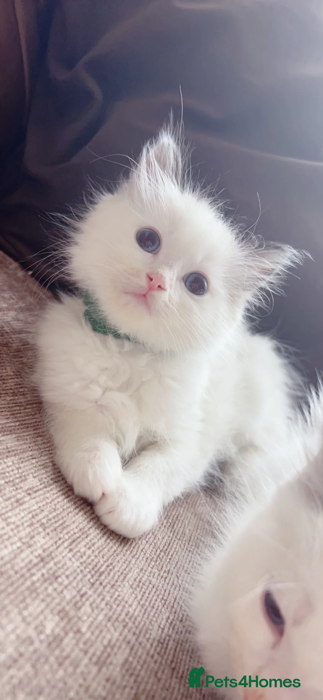 Ragdoll cats for sale: Ragdolls in Glasgow - Advert 1