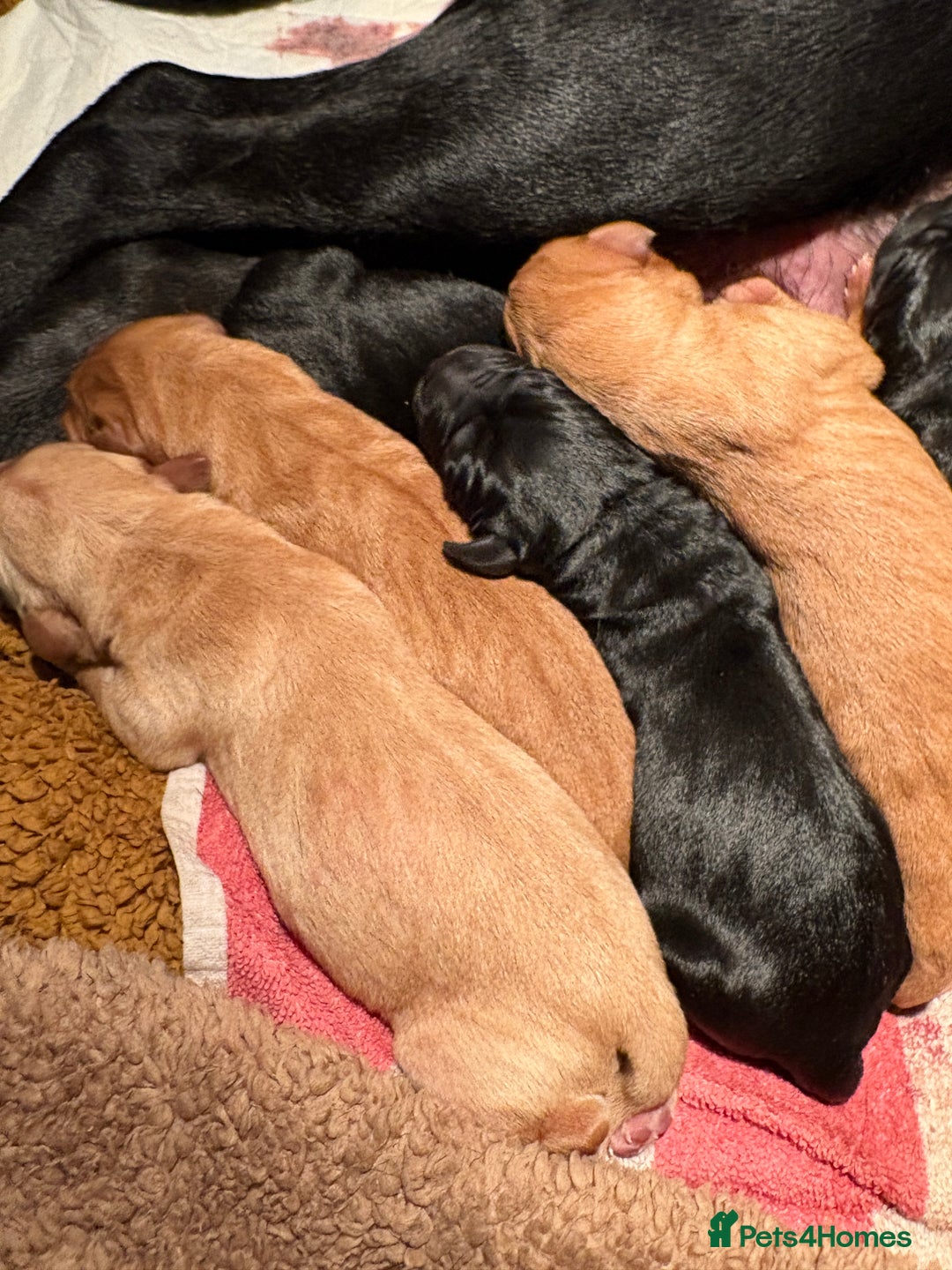 Labrador Retriever dogs for sale: Beautiful Mixed Colour Litter  - Image 2
