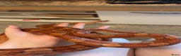 Corn Snake reptiles for sale: Corn Snake with Viv - Advert 2