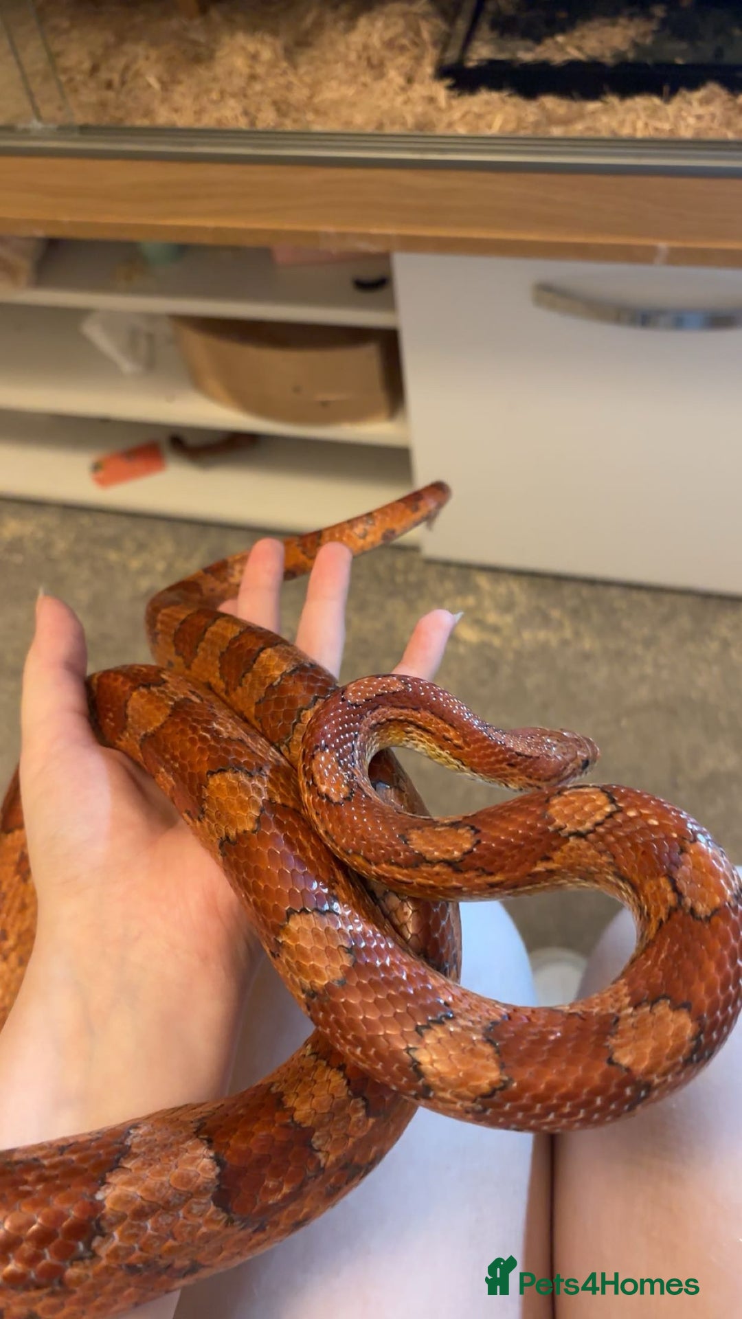 Corn Snake reptiles for sale: Corn Snake with Viv - Advert 2
