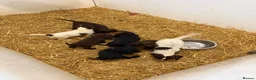 Cocker Spaniel dogs for sale: Cocker spaniel puppies - Advert 4
