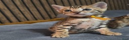 Bengal cats for sale: TICA Champion 2 boys available for reservation! - Advert 21